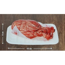 Corazón Humano de Imitación para Halloween