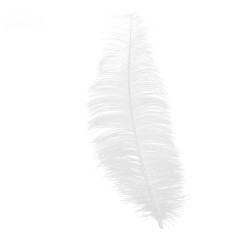 Pluma Blanca de Avestruz 30 cm.