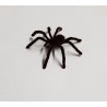 TARANTULA PELUDA