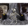 ESQUELETO PAJARO HALLOWEEN 190*12 CM