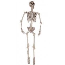ESQUELETO 165 CM.