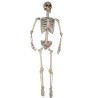 ESQUELETO 165 CM.